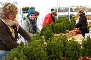 Vente de sapins de noël